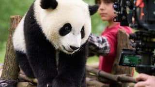 Panda a já